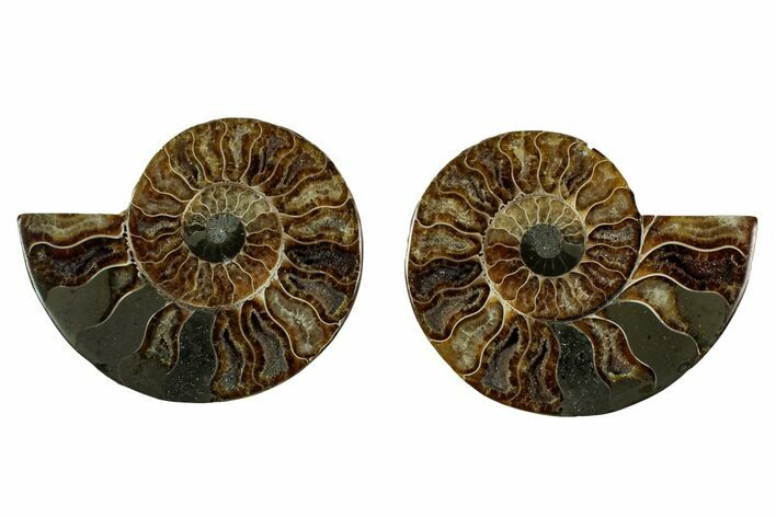 Cut & Polished, Agatized Ammonite Fossil - Madagascar #344086